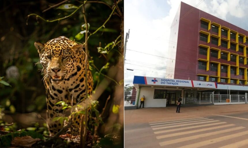 Criança de 8 anos é atacada por onça em terra indígena no Pará e segue internada em estado grave