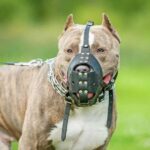 Projeto no Acre torna obrigatória focinheira para cães com 15 kg ou mais