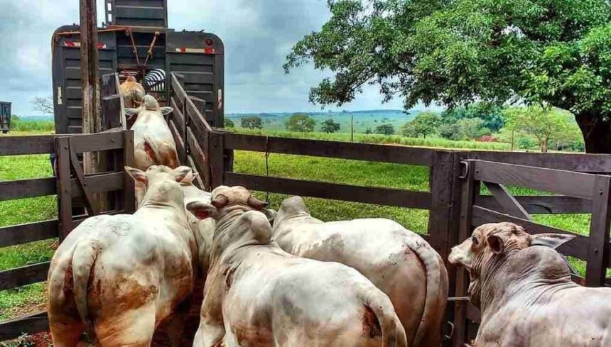 Justiça condena acreana que vendeu imóvel já negociado por boiada Justiça condena acreana que vendeu imóvel já negociado por boiada