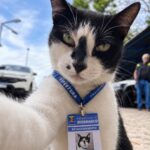 Gata abandonada vira Gata abandonada vira