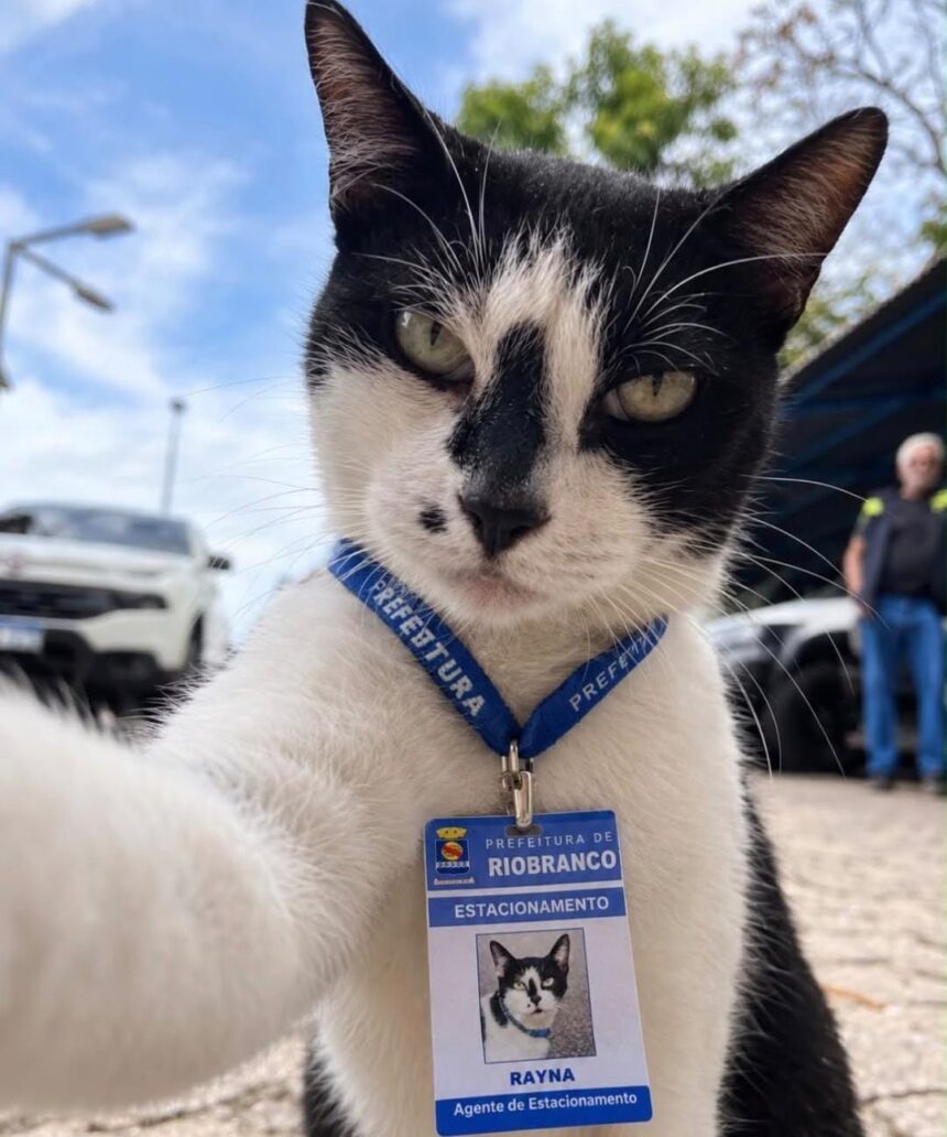 Gata abandonada vira 
