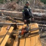 PMAC apreende serraria móvel, motosserras e 32 m³ de madeira durante operação ambiental no Bujari PMAC apreende serraria móvel, motosserras e 32 m³ de madeira durante operação ambiental no Bujari
