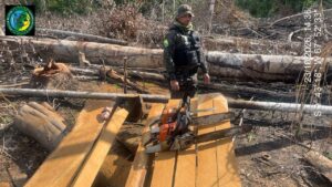 PMAC apreende serraria móvel, motosserras e 32 m³ de madeira durante operação ambiental no Bujari