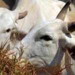 Idaf Itinerante leva serviços a produtores rurais de seis municípios do Acre