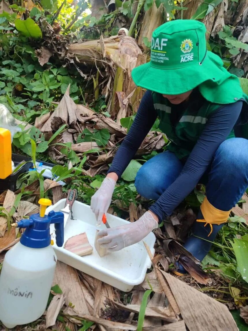 Quatro novos focos de Moko da bananeira são detectados em Feijó; estado reforça vigilância